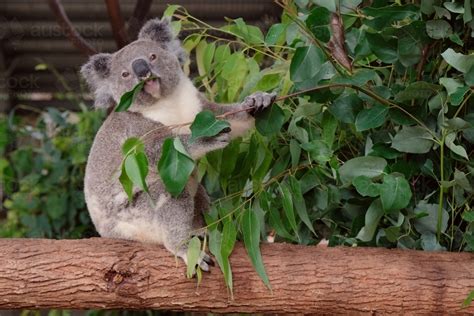 Image of Koala bear eating leaves - Austockphoto