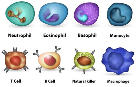 What Is Foreign Body Granuloma? (with picture)