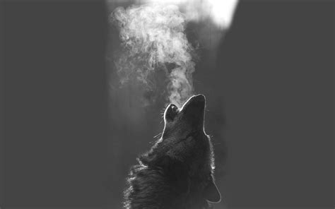 Black Wolf Wallpaper (64+ images)