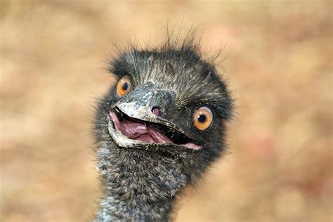 Crazy Emu | Funny bird pictures, Funny animals, Funny birds