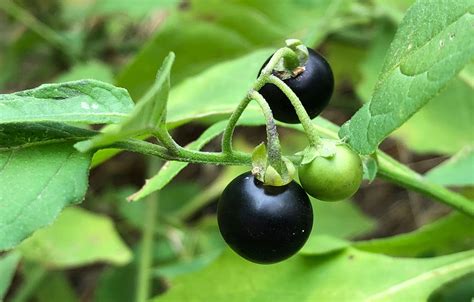 A deliciosa 'wild wonderberry' | Wild Food Girl | Localizador