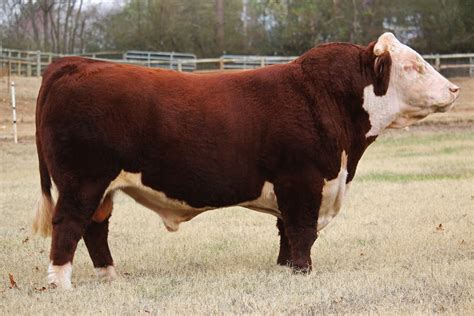 Leonard Polled Hereford’s | The Pulse