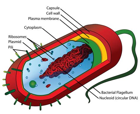 Prokaryotic Cell Structure: A Visual Guide | Owlcation