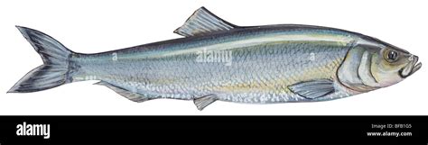 Atlantic herring Stock Photo - Alamy