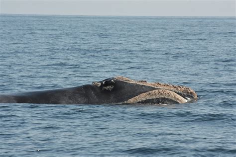 Scientists unveil new names for 19 North Atlantic right whales - New ...