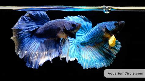 Betta Fish Breeding: How To Breed Betta Fish At Home? Detailed Step-By ...