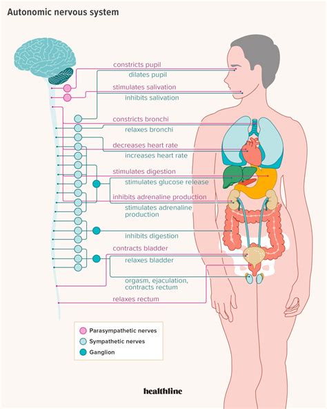 The Parasympathetic Nervous System Explained