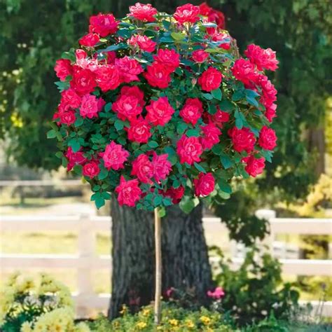 Double Knock Out Rose Tree | Unique Rose Tree With Lush Red to Pink ...