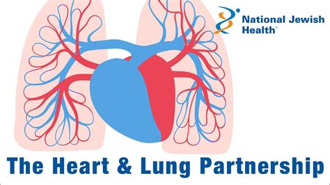 How Do the Heart and Lungs Work Together? - YouTube