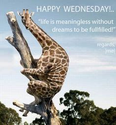 9 Wednesday funnies ideas | wednesday, wednesday humor, wednesday quotes