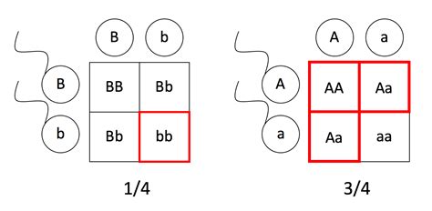 Pedigrees and Punnett Squares – Mt Hood Community College Biology 102