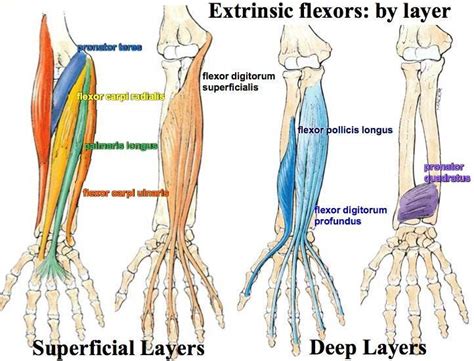 Print Muscles of the Forearm and Hand flashcards | Easy Notecards ...