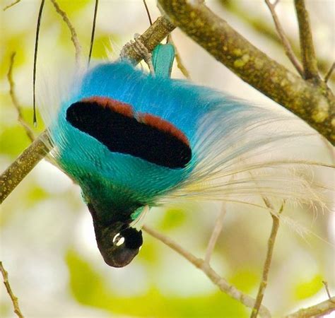 Blue bird-of-paradise, Paradisaea rudolphi | Beautiful birds, Bird ...