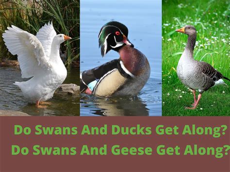 Do Swans Get Along With Ducks And Geese? - Swan Savvy