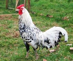 Silver Spangled Hamburg - Rosie's Rare Breed Poultry