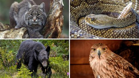 ¿Cuáles son las animales endémicos de Nuevo León? | MVS Noticias