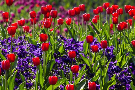 Free Images : light, field, meadow, flower, tulip, spring, red, macro ...