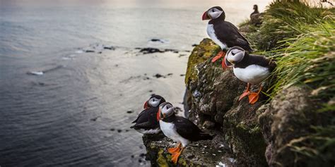 Where to see puffins in the UK: Seabird numbers have tripled on Lundy ...