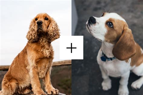 The Bocker: A Beagle & Cocker Spaniel Mix - Spaniel Advisor