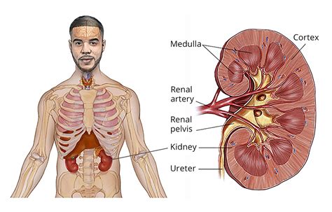 Kidney Cancer Stages, Treatment by Stage & Survival Rate