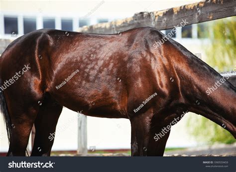 Dappled Bay Akhalteke Horse White Markings Stock Photo 1990559459 ...