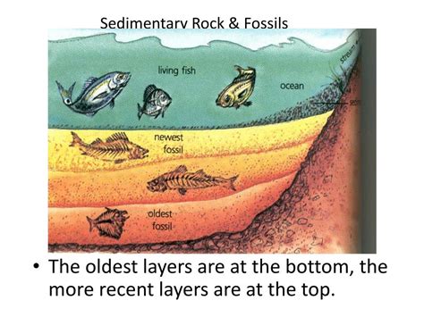 Sedimentary Rock Layers Fossils