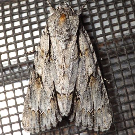 Acronicta thoracica - BugGuide.Net