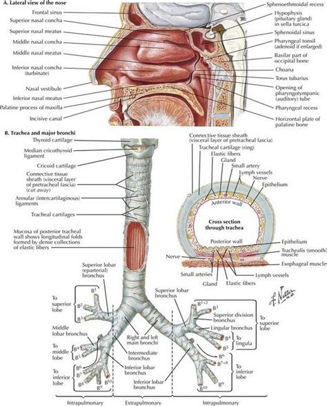 Tracheal Intubation and Endoscopic Anatomy | Tracheal intubation ...