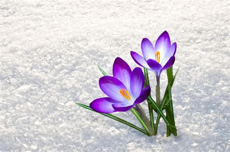 crocus in snow - Quick Garden Canada