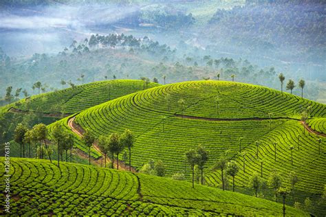 Tea plantations in Munnar, Kerala, India Stock Photo | Adobe Stock