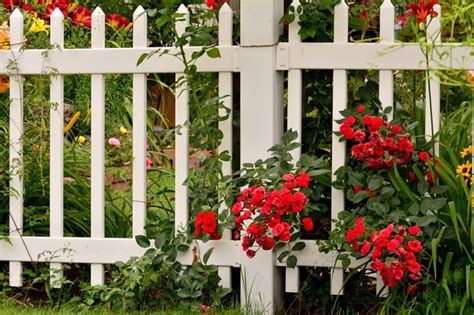 Have A Rosy Day, fence, red roses, roses, scenic fence, HD wallpaper ...