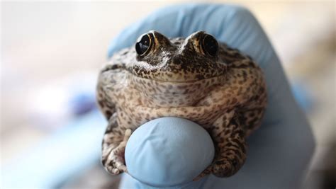 Omaha zoo releases 82 dusky gopher frogs in Southern Mississippi