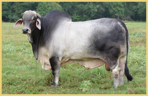 Brahman (cattle) - Alchetron, The Free Social Encyclopedia