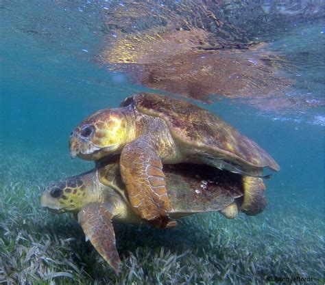 Loggerhead Turtle Tagged In Belize Is Found Nesting In Mexico - Oceanic ...