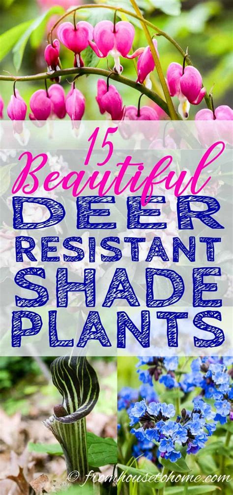 Deer Resistant Shade Plants (15 Beautiful Perennials and Shrubs That ...