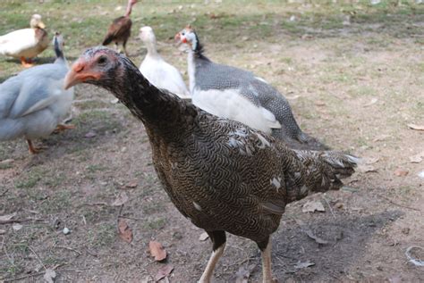 Very unusual chick, Guinea / chicken hybrid!! | Page 31 | BackYard ...