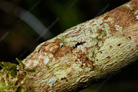 Leaf Tailed Gecko Camouflage