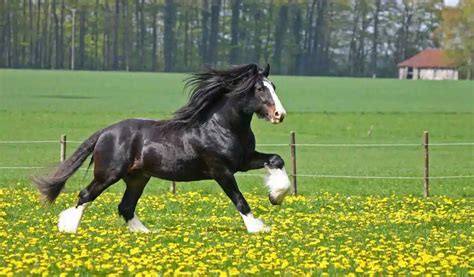 Shire Horse Breed Info & Facts