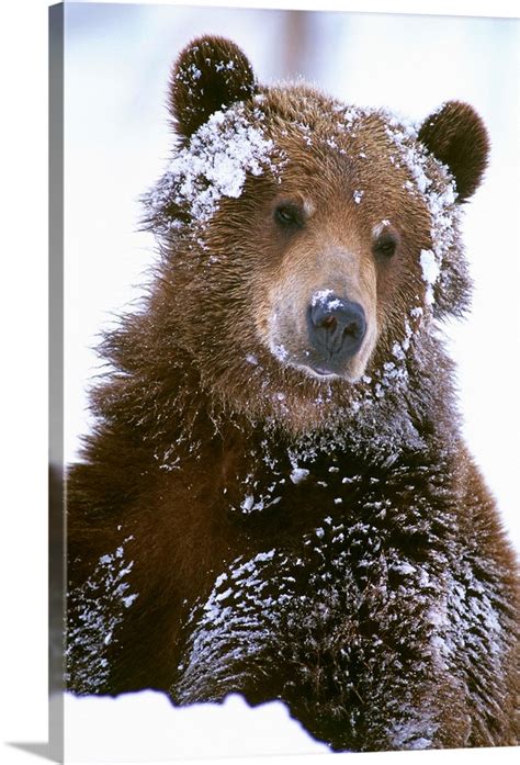 Grizzly bear standing with face covered in snow Wall Art, Canvas Prints ...