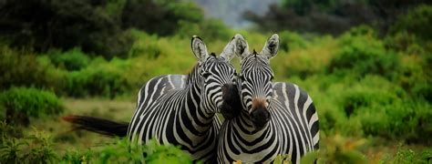 Arusha National Park - Seven Wonders Safaris