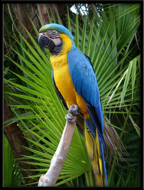 Home - SodaHead | Pet birds, Parrot, Blue macaw