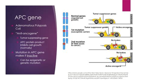 APC gene and colorectal cancer - YouTube