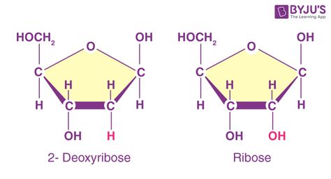 Pentose Sugar Structure