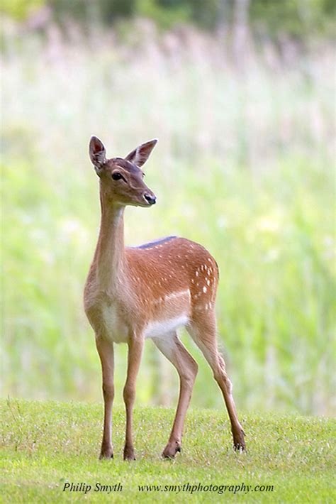 Fallow Deer Fawn - Philip Smyth Photography