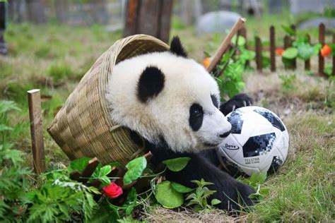 Giant Pandas Playing