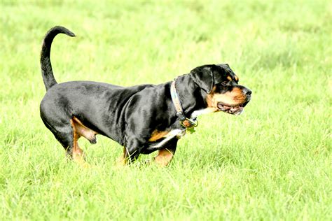 Rottweiler And Basset Hound Mix - mixpost