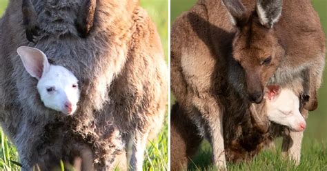 Extremely rare white kangaroo born at Australian wildlife sanctuary