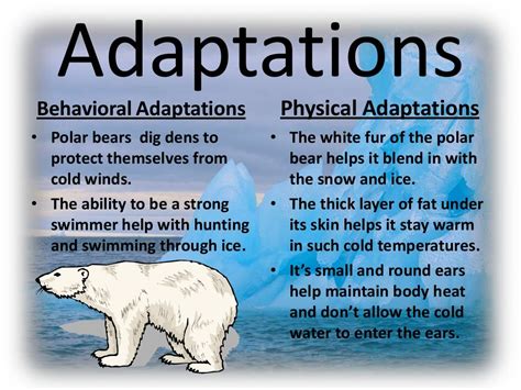 Polar bear adaptations