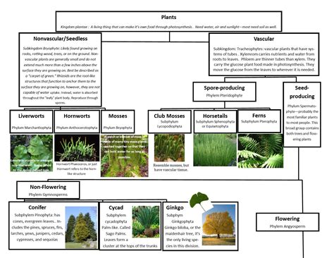 A Leah Bou original! Plant Classification Chart pg 1 of 2. I designed ...