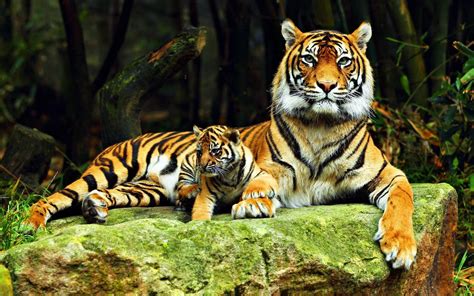 Ultra HD Animal Wallpapers - Top Free Ultra HD Animal Backgrounds ...